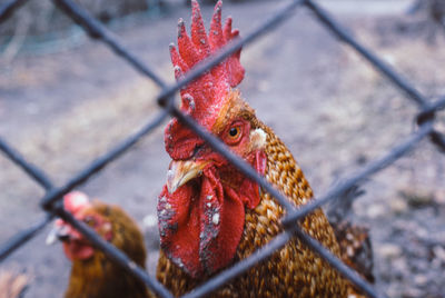 Close-up of rooster