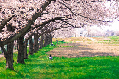 View of cherry blossoms on landscape