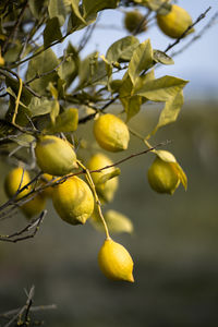 Close-up of lemons on tree