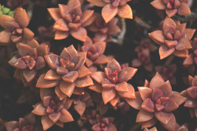 Full frame shot of flowering plant