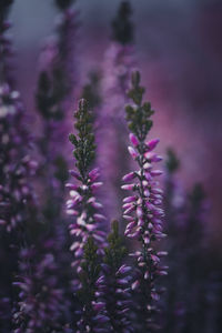 Close-up of purple flowering plants on field