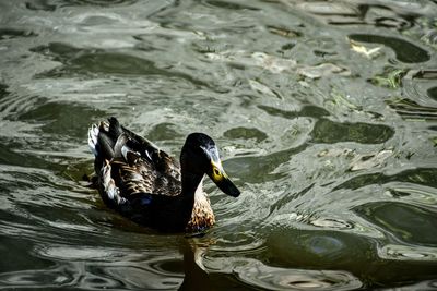 High angle view of ducks swimming in lake