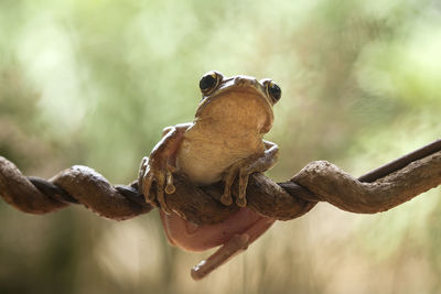 Close-up of crab on branch