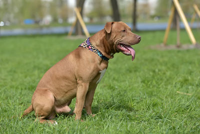 Close-up of a dog looking away on field