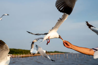 Seagulls flying to get food feeding from the tourist at bangpu, thailand.