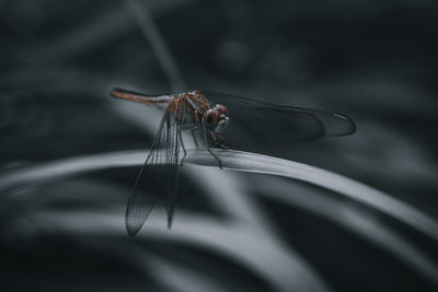 Close-up of dragonfly on leaf