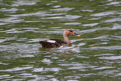 Duck swimming in lake