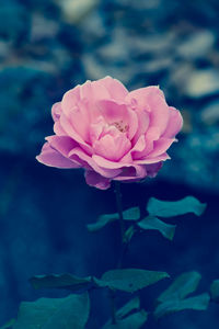 Close-up of pink rose blooming outdoors