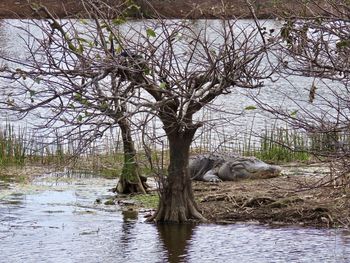 Dead tree in a lake