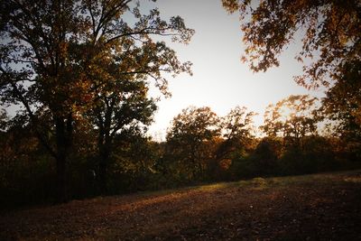 Trees in forest against sky during autumn