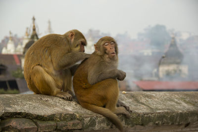 Monkey sitting on retaining wall against sky