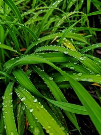 Close-up of wet plant during rainy season