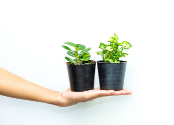 Midsection of person holding potted plant against white background