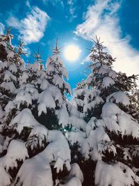 Low angle view of snow covered trees against sky