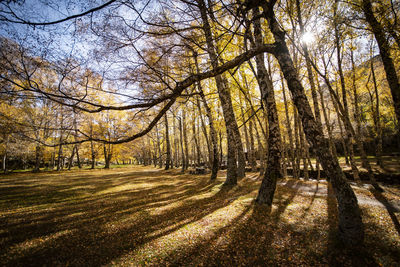 Natural forest