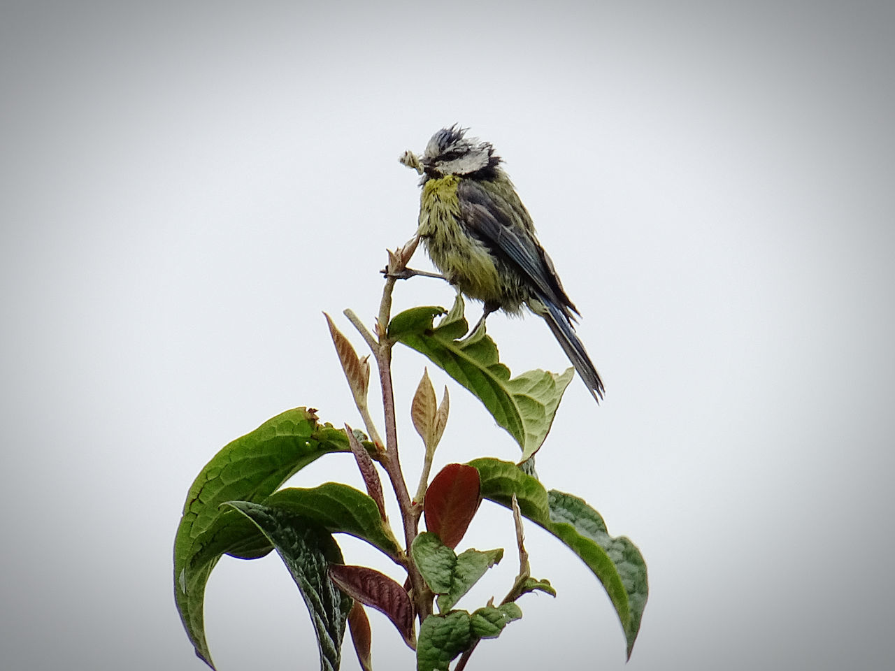 animal themes, animal, animal wildlife, bird, green, branch, wildlife, leaf, plant part, plant, one animal, nature, perching, no people, close-up, gray, tree, copy space, beauty in nature, macro photography, outdoors, full length, flower, gray background, environment
