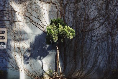 Trees growing in sunlight