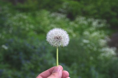 Cropped hand holding dandelion against plants