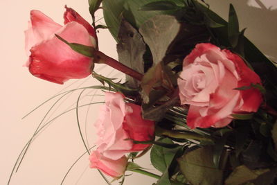 Close-up of pink roses