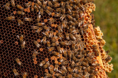 Close-up of bee on field