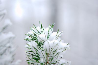 Close-up of frozen plant