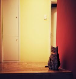 Cat sitting on floor at home