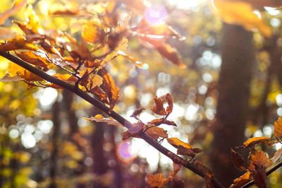 Close-up of tree during autumn