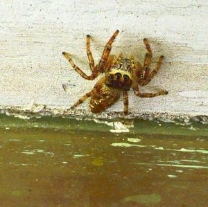 Close-up of spider