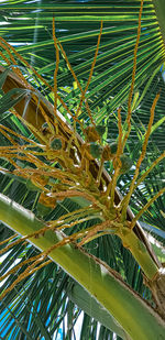 Low angle view of coconut palm tree
