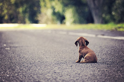 Rear view of a dog on street