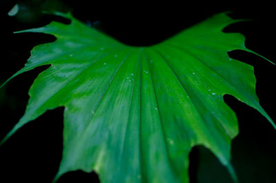 Close-up of leaves on leaf