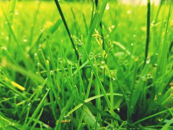 Close-up of wet grass on field