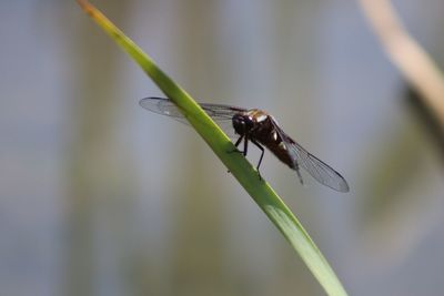 Close-up of dragonfly  on leaf against blurred background 