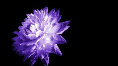 Close-up of flower over black background