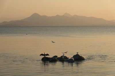 View of birds on sea against sky during sunset