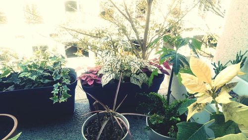 Potted plants on the wall