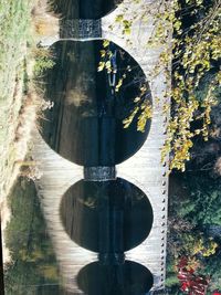 Reflection of tree in water