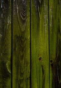 Full frame shot of tree trunk