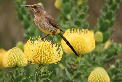 Close-up of bird perching on flower