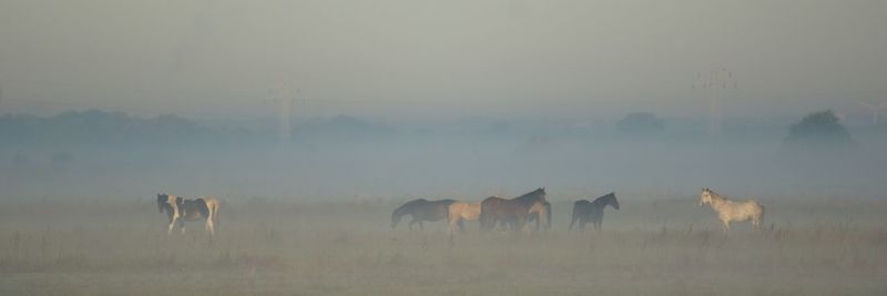 Grass grazing on field