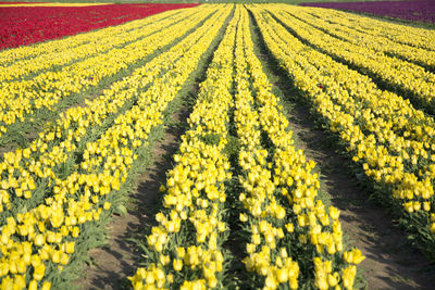 Scenic view of yellow flower field