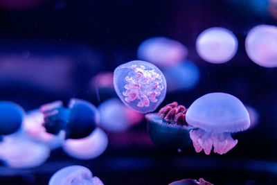 Close-up of jellyfish swimming in sea