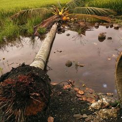 High angle view of palm tree by lake