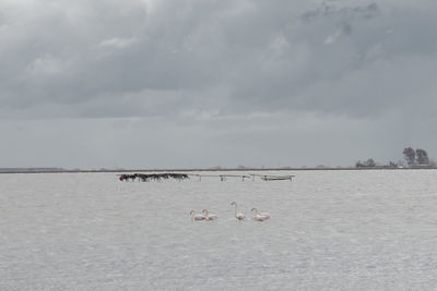 Birds on shore against sky