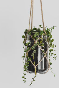 Close-up of plant against white background