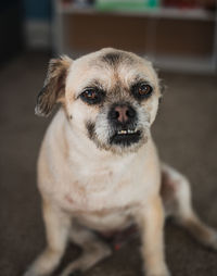 Portrait of cute dog