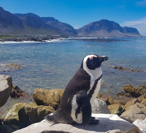 High angle view of penguin on rock in sea