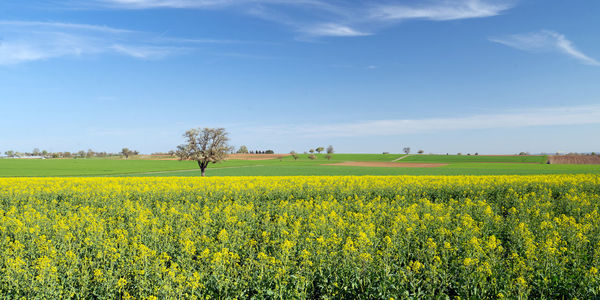 Scenic view of oilseed rape field against sky