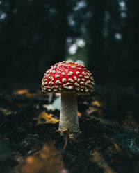 Close-up of fly agaric mushroom on field