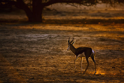 Springbok